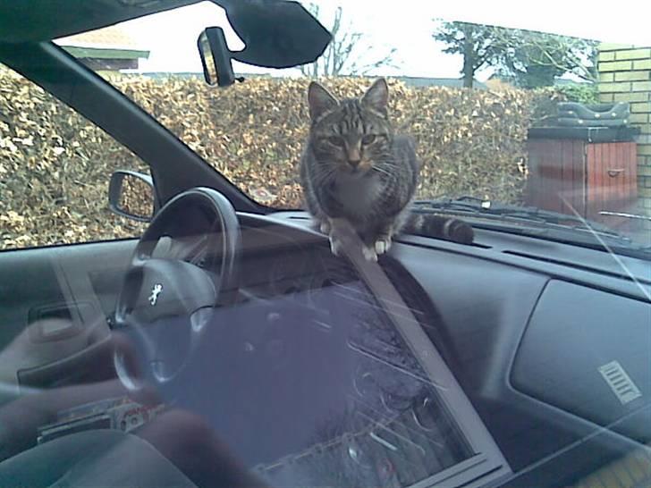 Blanding af racer Valentin ( Valle ) billede 16