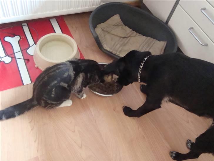 Blanding af racer Valentin ( Valle ) billede 17