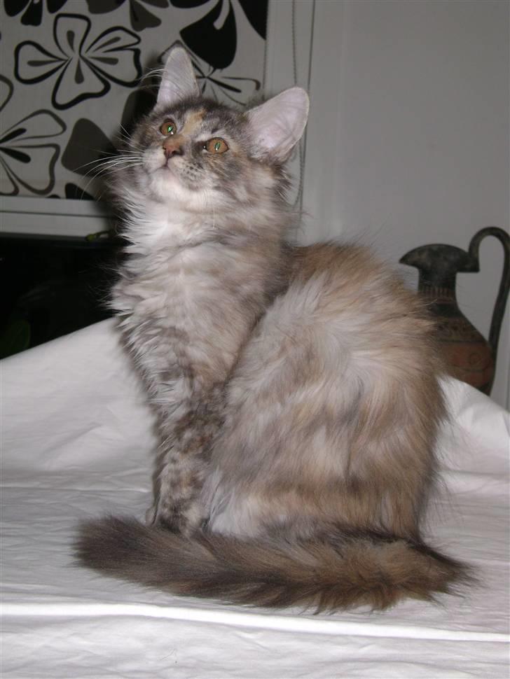 Maine Coon Tilde billede 1