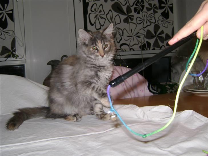 Maine Coon Tilde billede 2