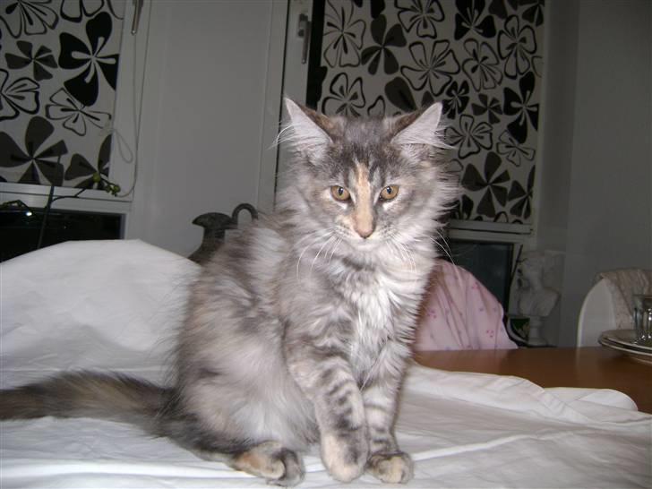 Maine Coon Tilde billede 3