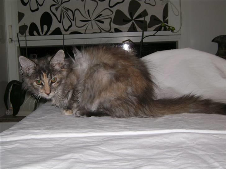 Maine Coon Tilde billede 4