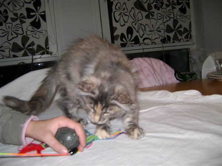 Maine Coon Tilde billede 5