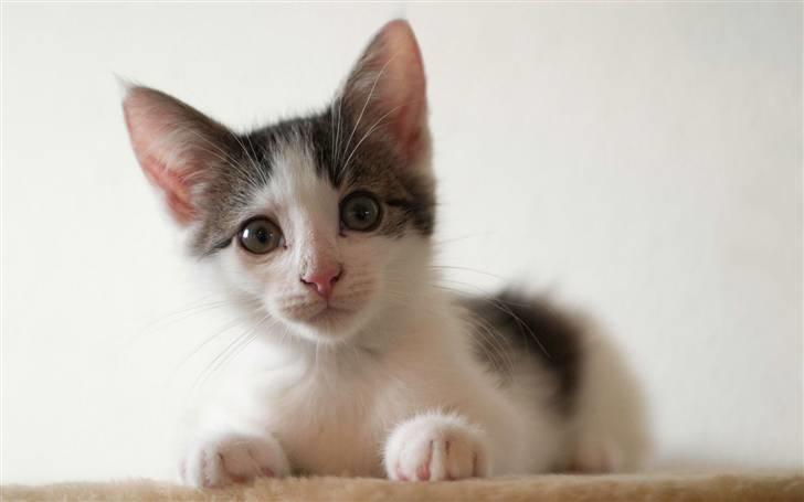 Blanding af racer / Maine Coon Bella - Bella, da hun er 14 uger gammel.. billede 1