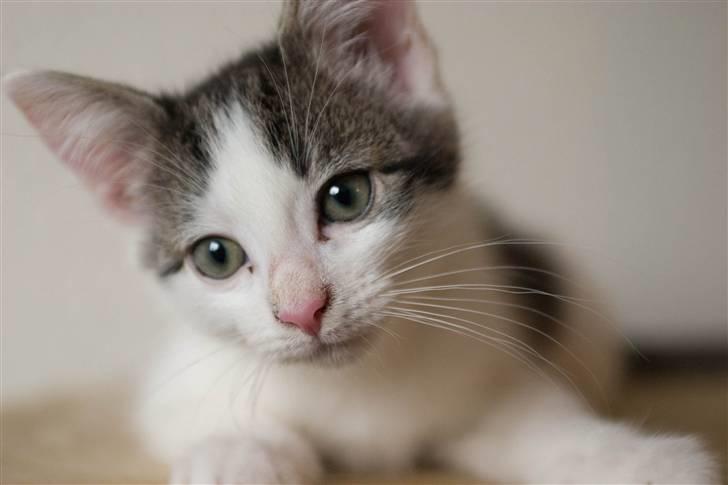 Blanding af racer / Maine Coon Bella - Bella, da hun er 14 uger gammel.. billede 2