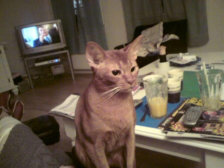Abyssinier Chanel billede 8
