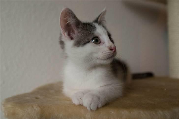 Blanding af racer / Maine Coon Bella - Bella, da hun er 14 uger gammel.. billede 3