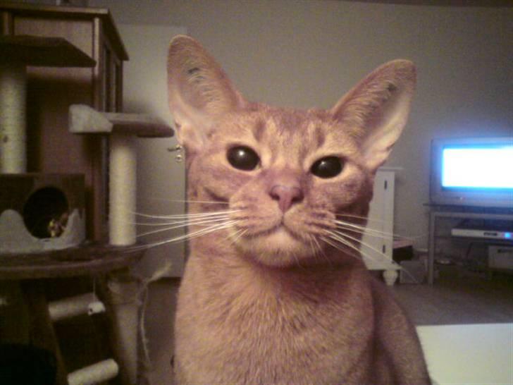 Abyssinier Chanel billede 9