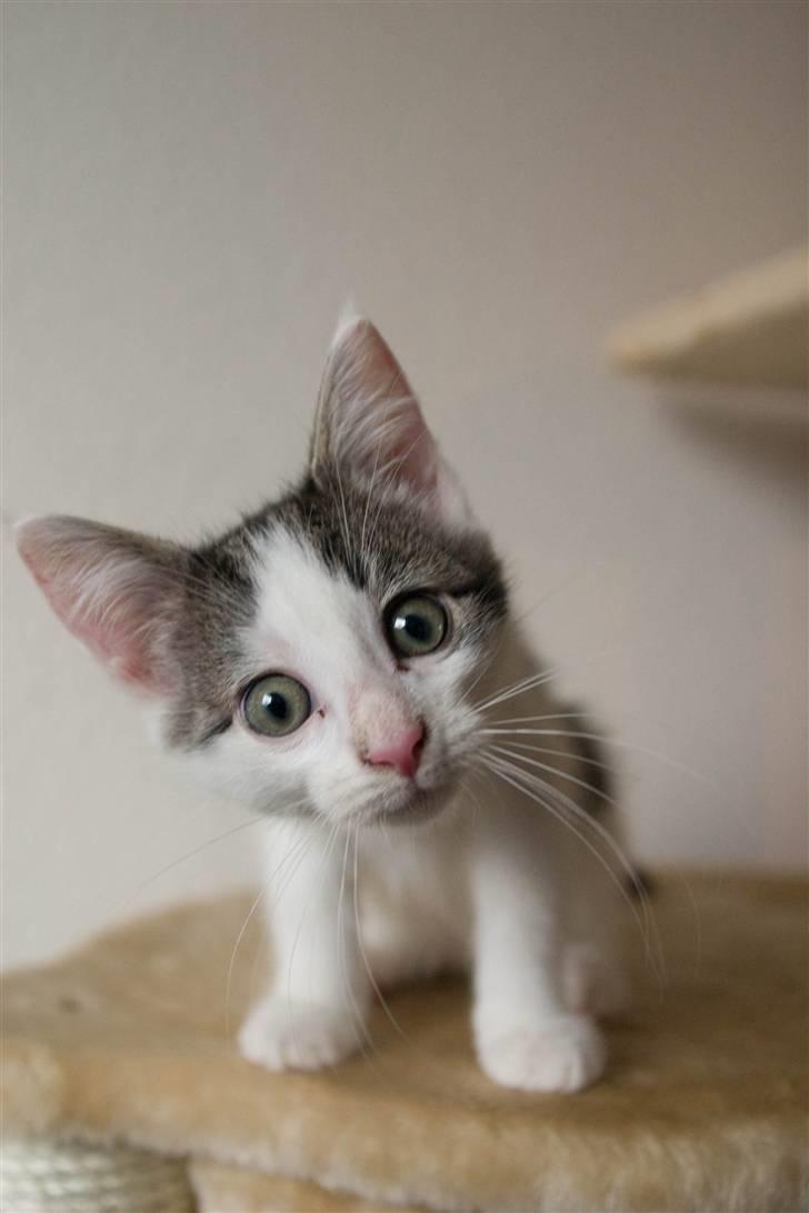 Blanding af racer / Maine Coon Bella - Bella, da hun er 14 uger gammel.. billede 4