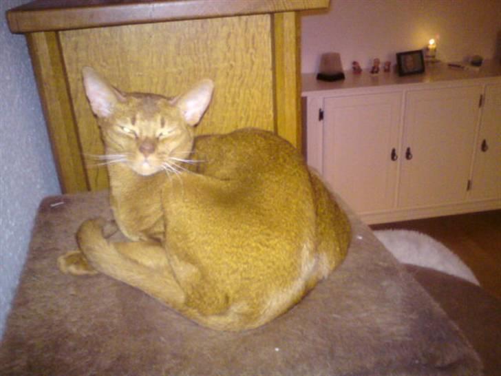 Abyssinier Chanel billede 10