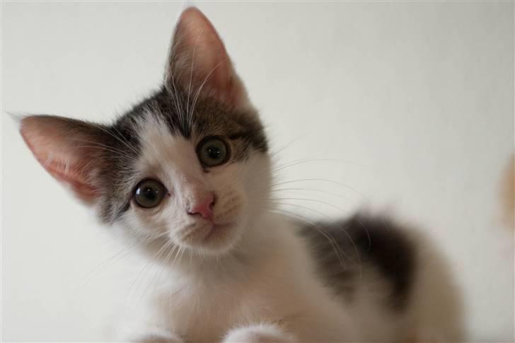 Blanding af racer / Maine Coon Bella - Bella, da hun er 14 uger gammel.. billede 5