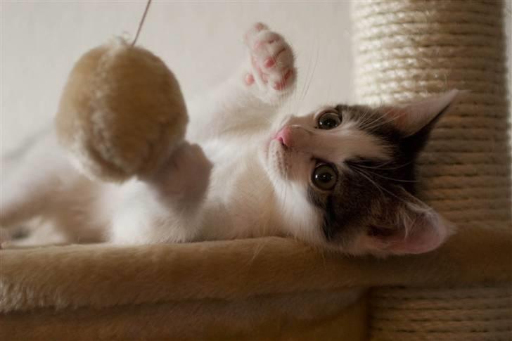 Blanding af racer / Maine Coon Bella - Bella, da hun er 14 uger gammel.. billede 6