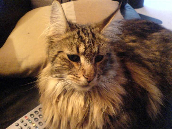 Maine Coon Tarzan - det her er min kat tarzan og det er en norsk skovkat billede 1