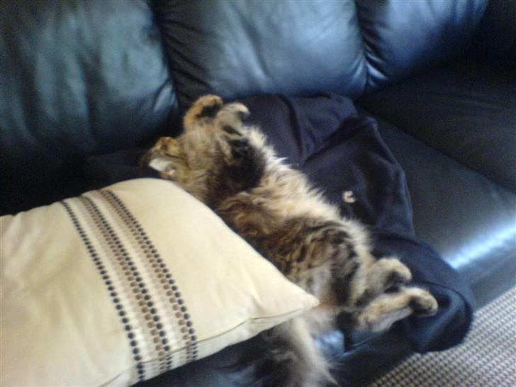 Maine Coon Tarzan - tarzan tager en lur på sofaen billede 2