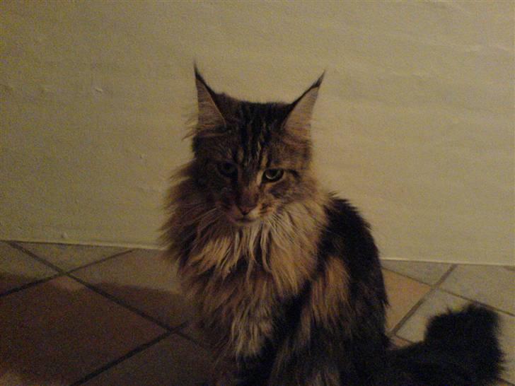 Maine Coon Tarzan - tarzan kigger efter sille billede 5