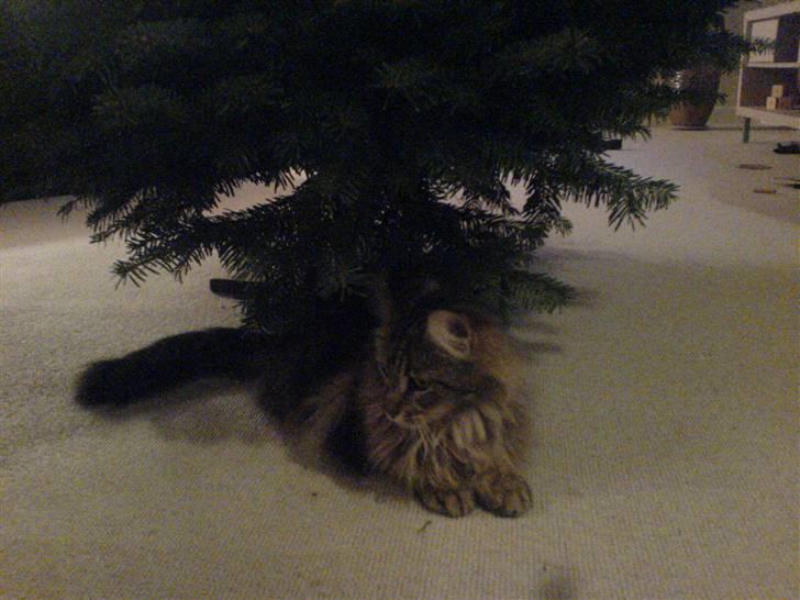 Maine Coon Tarzan - tarzan sidder under vores juletræ billede 6