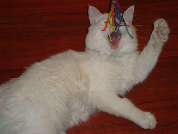 Maine Coon Snebold R.I.P 31/12/11 billede 9