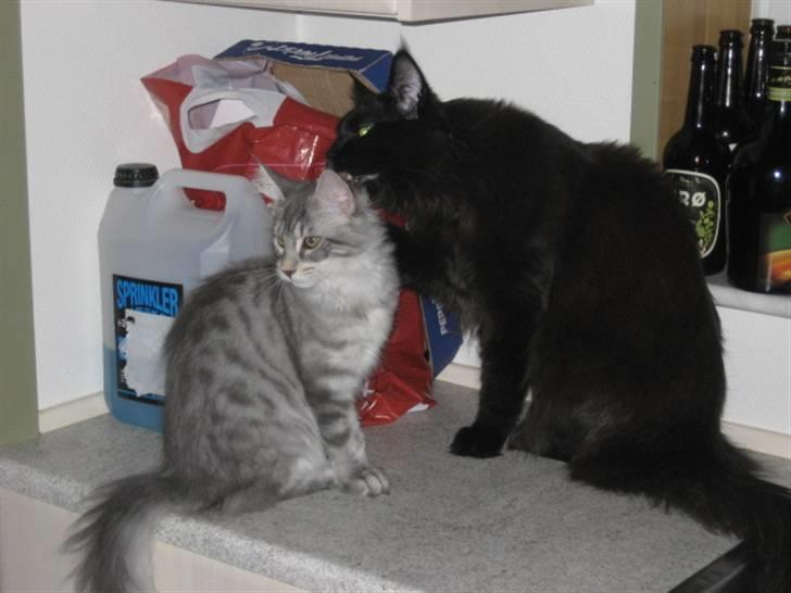 Maine Coon Marilyn monroe - Det er mig og for tiden min bror... Når jeg bliver ældre så gifter jeg mig med ham.... billede 7