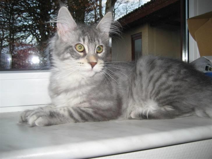 Maine Coon Marilyn monroe - Så hyggeligt bare at ligge og kigge ud over det hele... billede 8