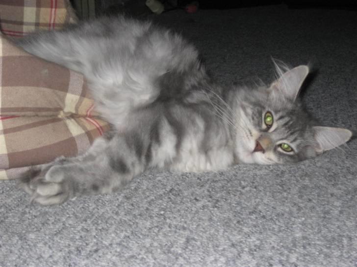 Maine Coon Marilyn monroe - Tror lige jeg fald ud af sove kurven... billede 9