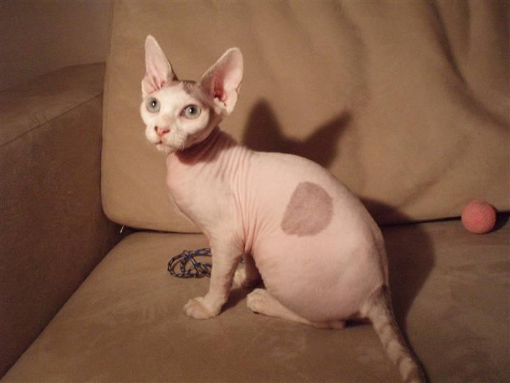 Sphynx My Precious (Perle) billede 4