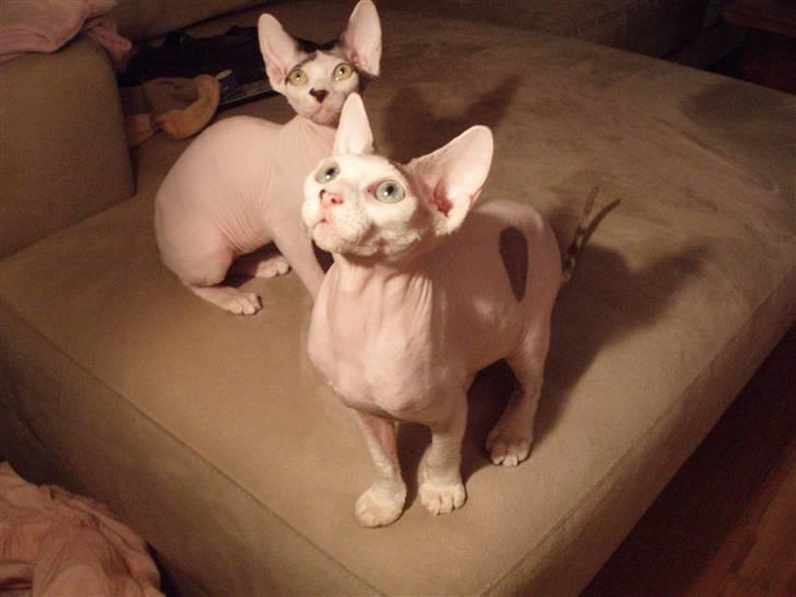 Sphynx My Precious (Perle) billede 5