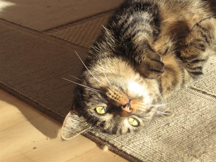 Huskat Fighter billede 8