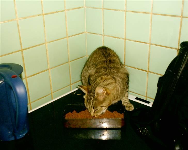 Huskat Miver ¤Himmel missen¤ billede 11