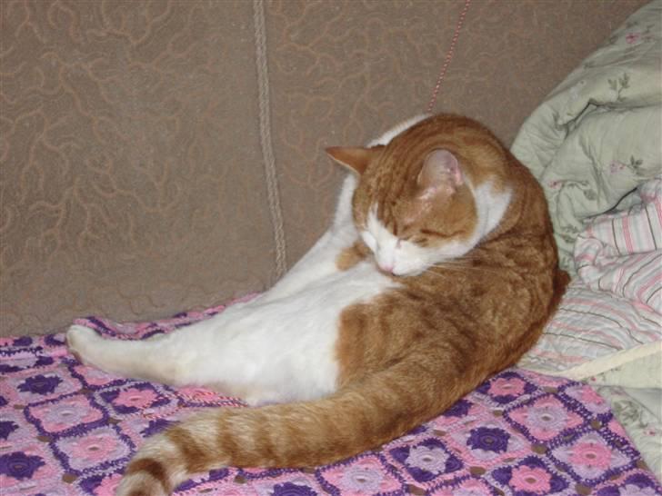 Huskat Felix  billede 2