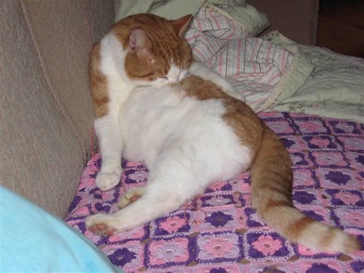 Huskat Felix  billede 3