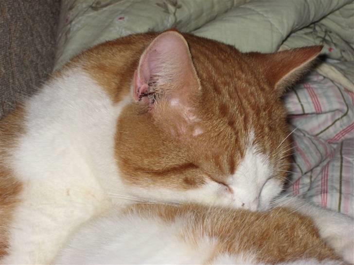 Huskat Felix  billede 4