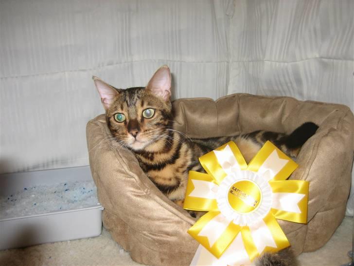 Bengal Zodiac Midnight Gold - Far synes,at jeg skal have sådan en,når jeg får min EX1... billede 6