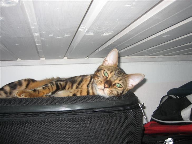 Bengal Zodiac Midnight Gold - Den kuffert er dejlig og sove på.... billede 7