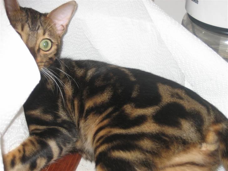 Bengal Zodiac Midnight Gold - Jeg har ikke gjort noget... billede 8