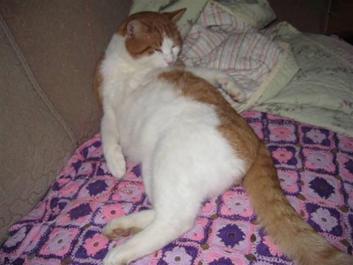 Huskat Felix  billede 6