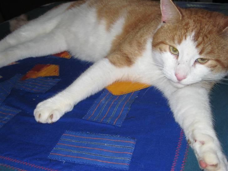 Huskat Felix  billede 7