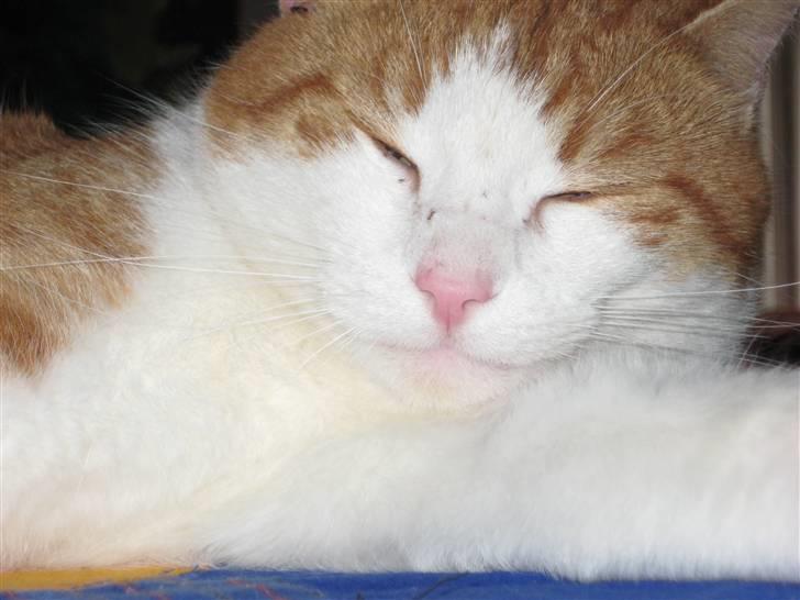 Huskat Felix  billede 8