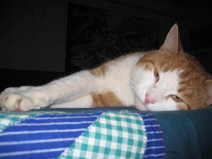 Huskat Felix  billede 9