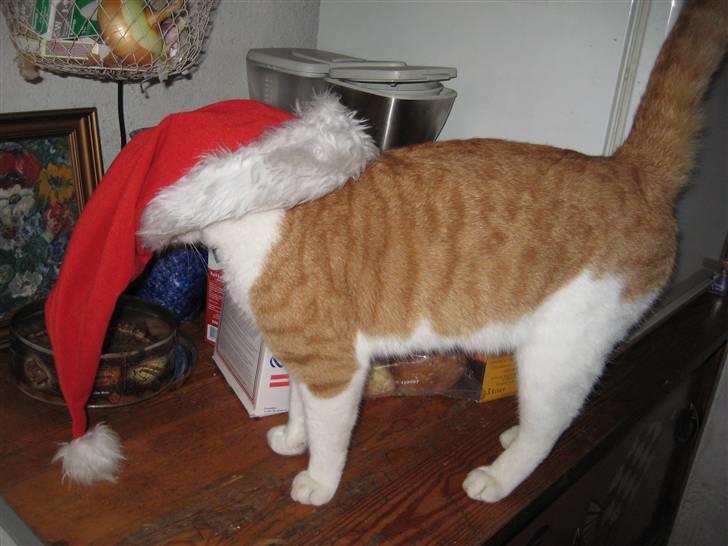 Huskat Felix  billede 11