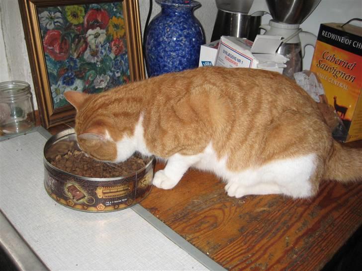 Huskat Felix  billede 12