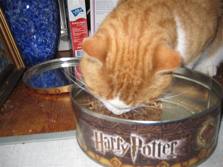 Huskat Felix  billede 13