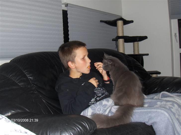 Maine Coon Micharlo's Duan Sardor billede 9