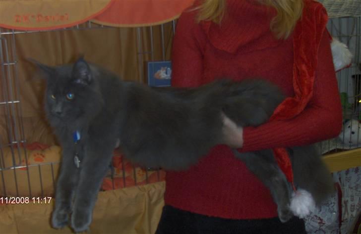 Maine Coon Micharlo's Duan Sardor - Sardor 6mdr billede 10