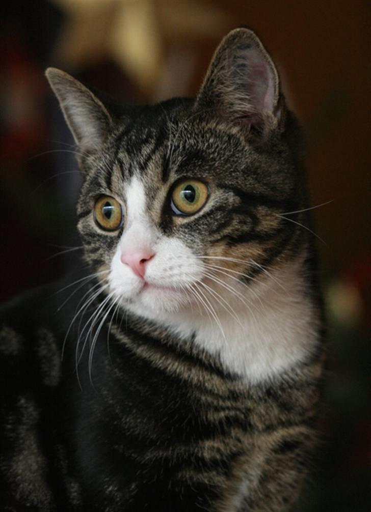 Blanding af racer Pelle billede 5