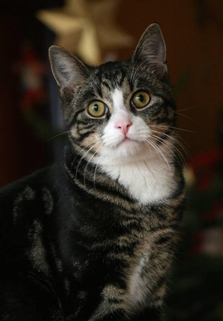 Blanding af racer Pelle billede 6