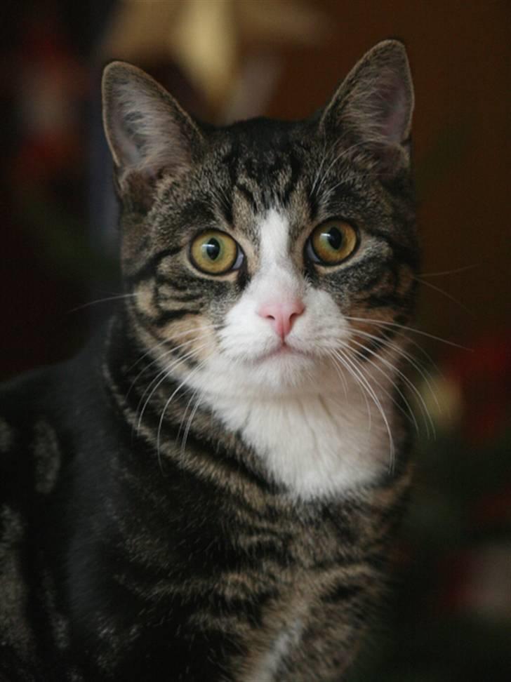 Blanding af racer Pelle billede 7