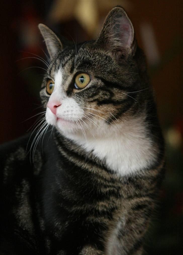 Blanding af racer Pelle billede 8