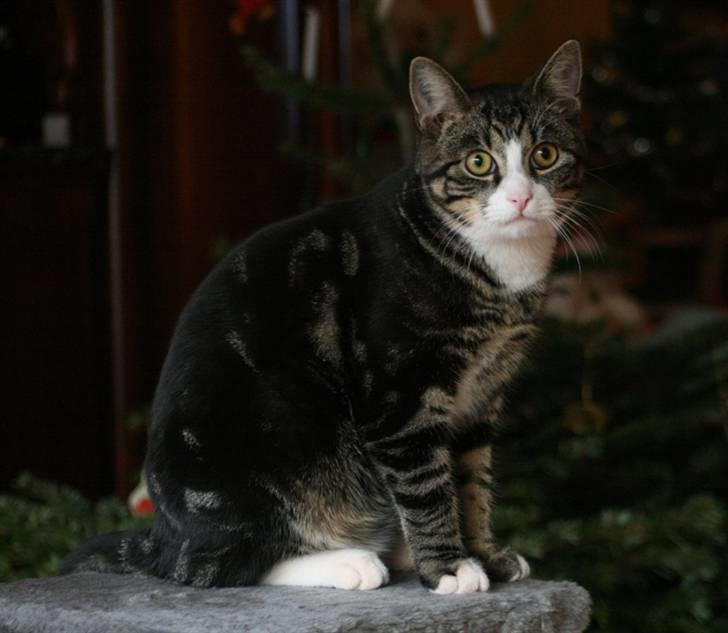 Blanding af racer Pelle billede 9