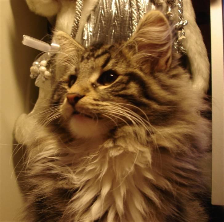 Norsk Skovkat DK H.M Cats Dancing Queen billede 1