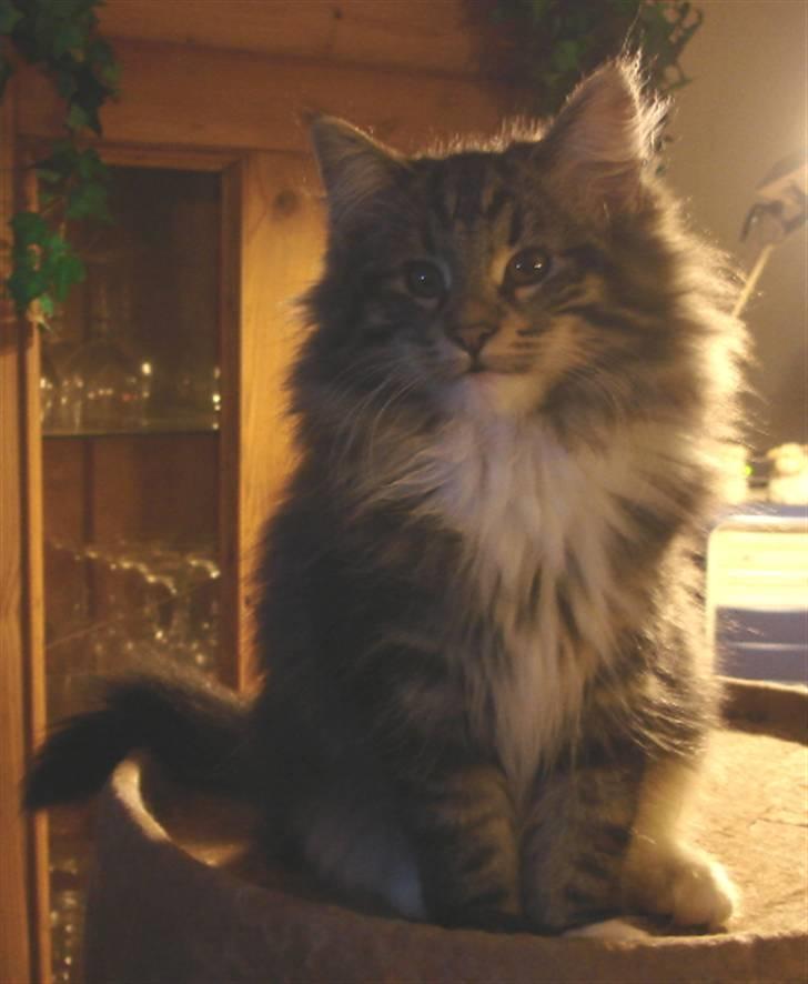 Norsk Skovkat DK H.M Cats Dancing Queen billede 2